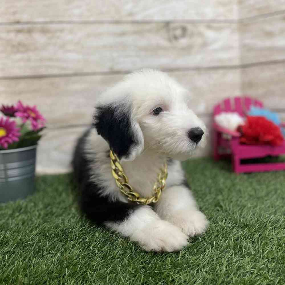 Male Old English Sheepdog Puppy for Sale in Braintree, MA