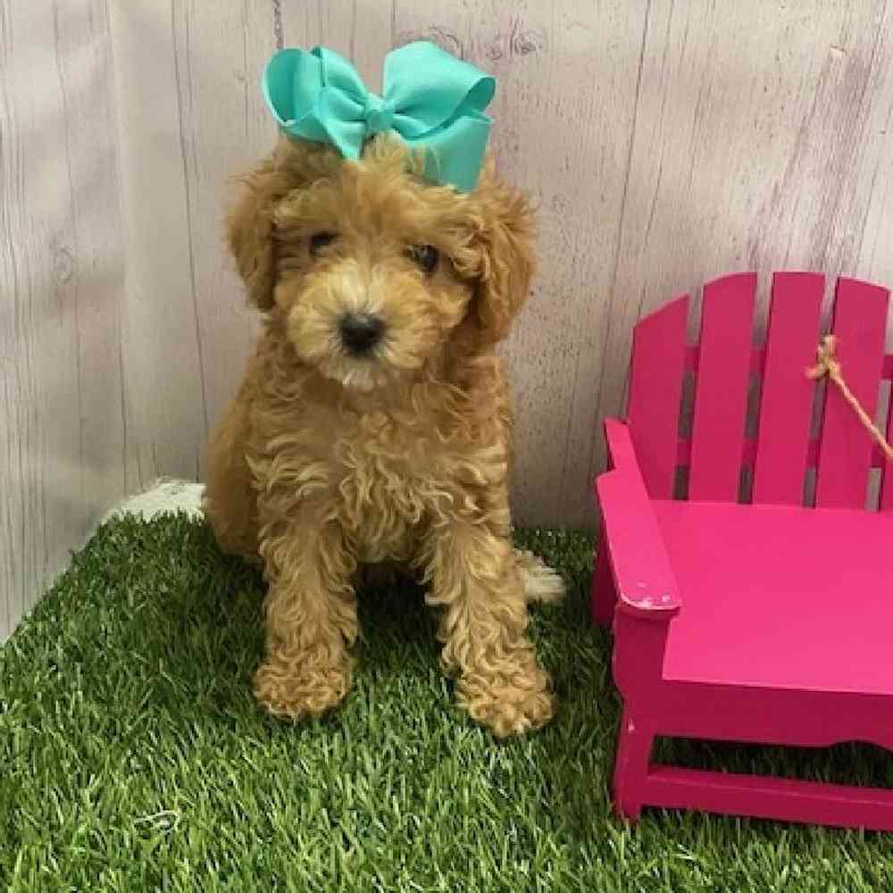 Female Poodle (MINI) Puppy for Sale in Braintree, MA