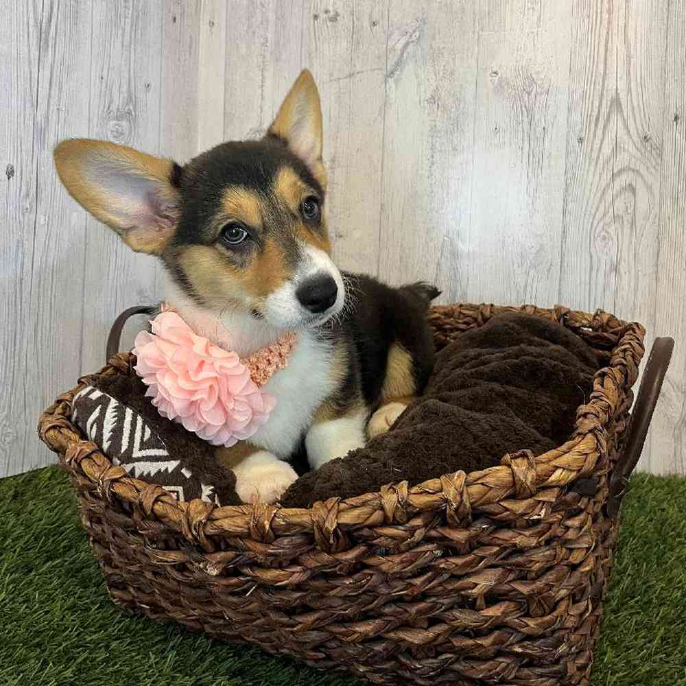 Female Pembroke Welsh Corgi Puppy for Sale in Saugus, MA
