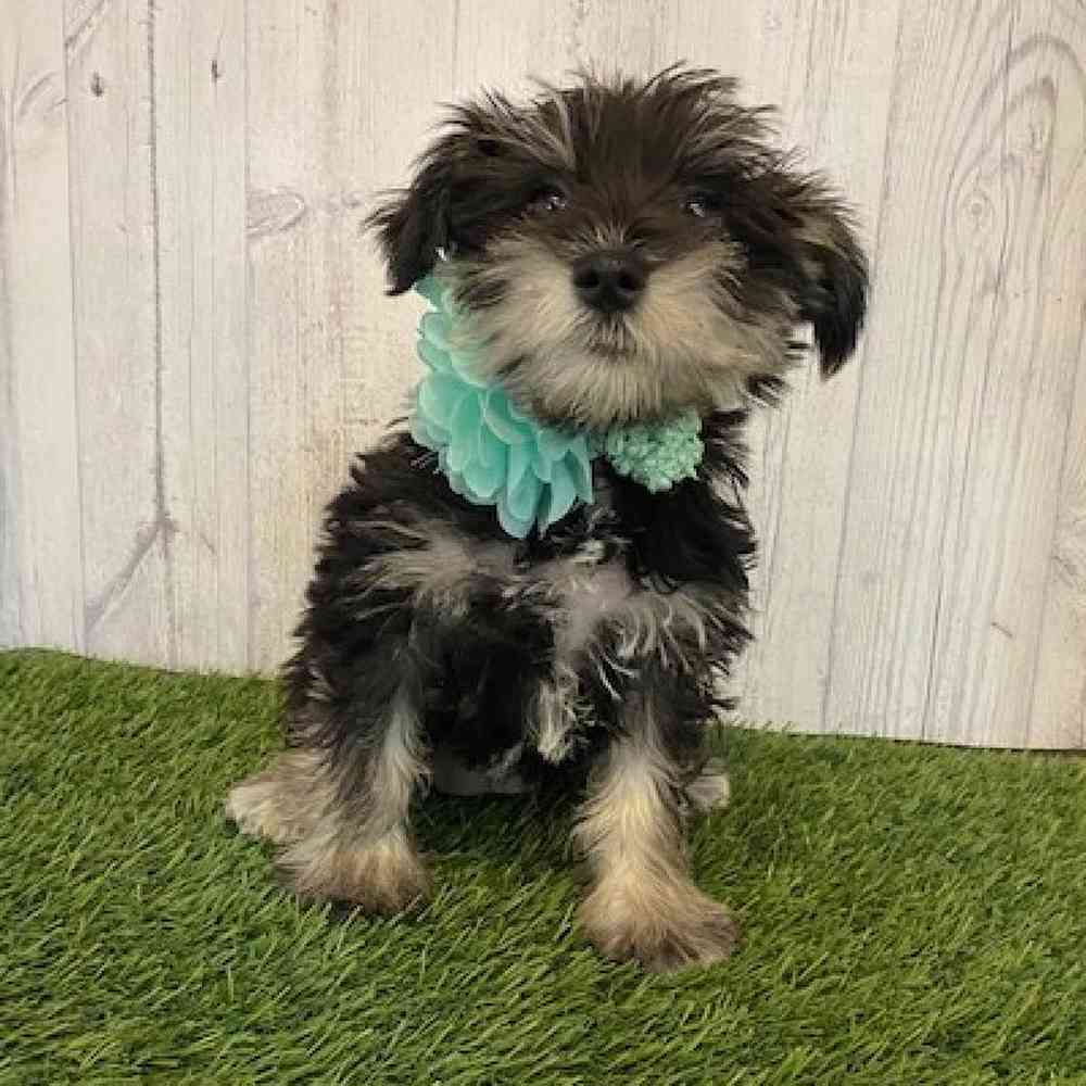 Female Miniature Schnauzer Puppy for Sale in Saugus, MA