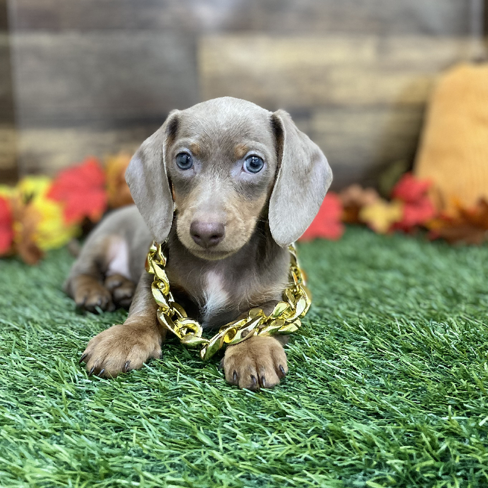 Male Dachshund Puppy for Sale in Braintree, MA
