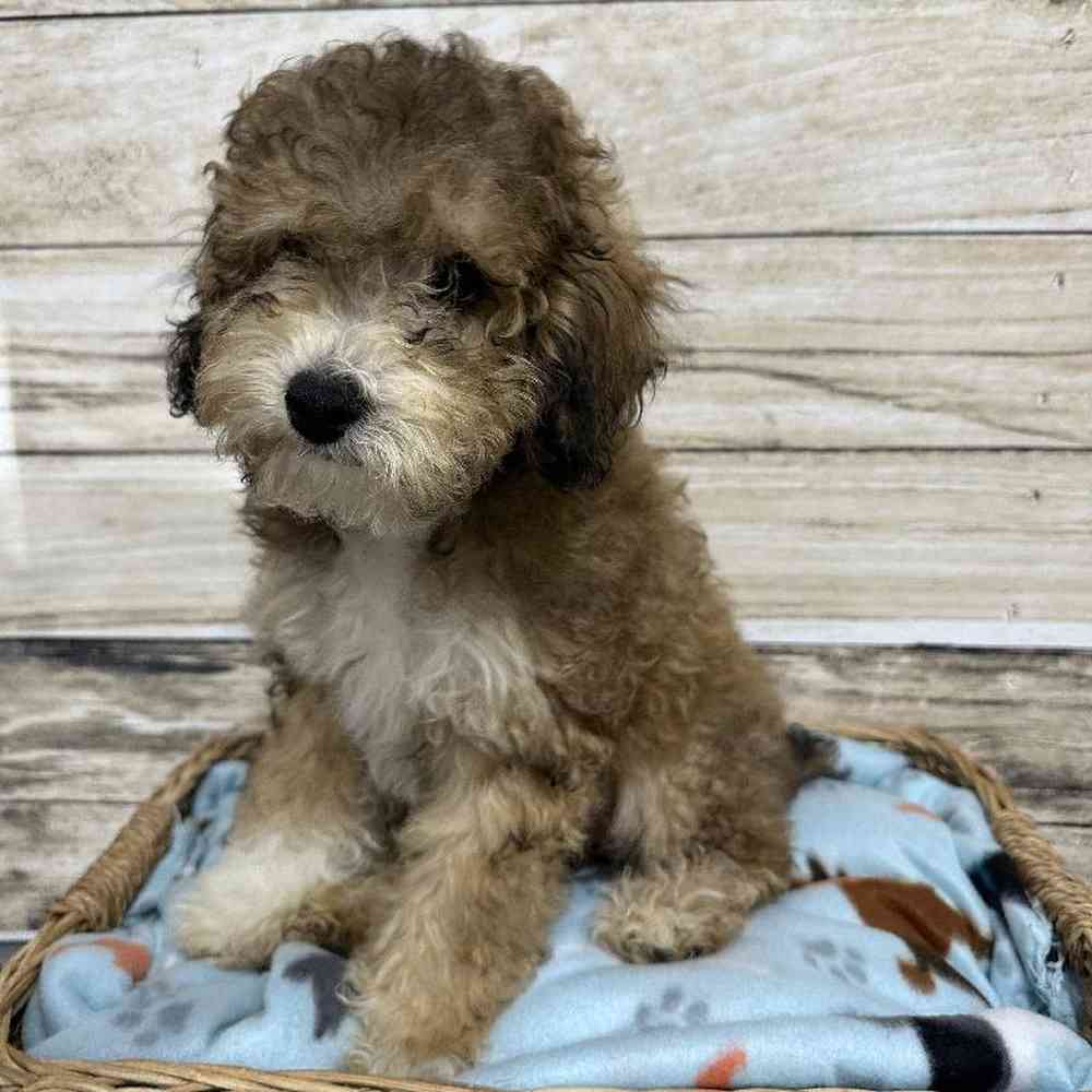 Male Poodle (MINI) Puppy for Sale in Saugus, MA