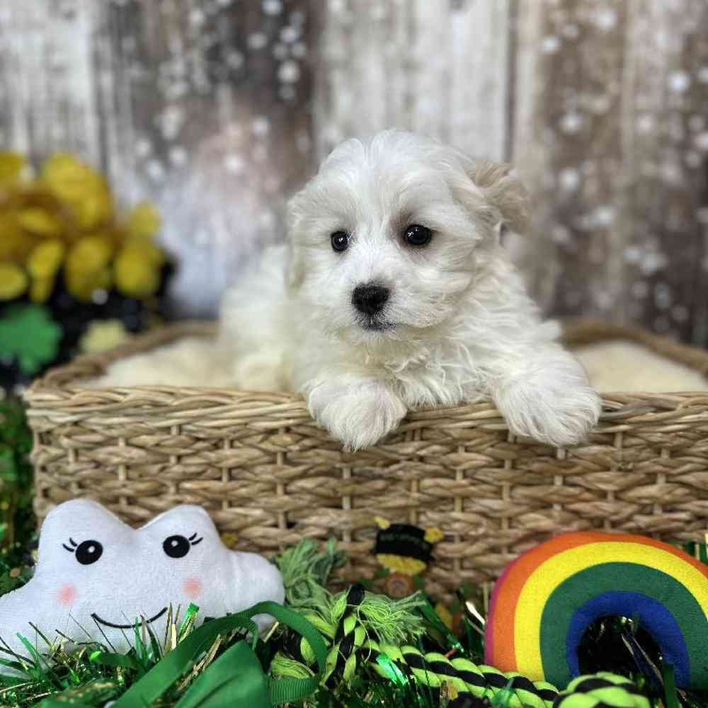 Male Malti-Poo Puppy for Sale in Saugus, MA