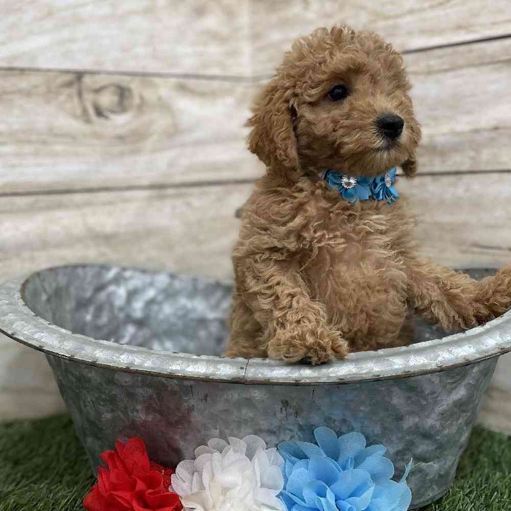 Female Mini Labradoodle 2nd Gen Puppy for Sale in Braintree, MA