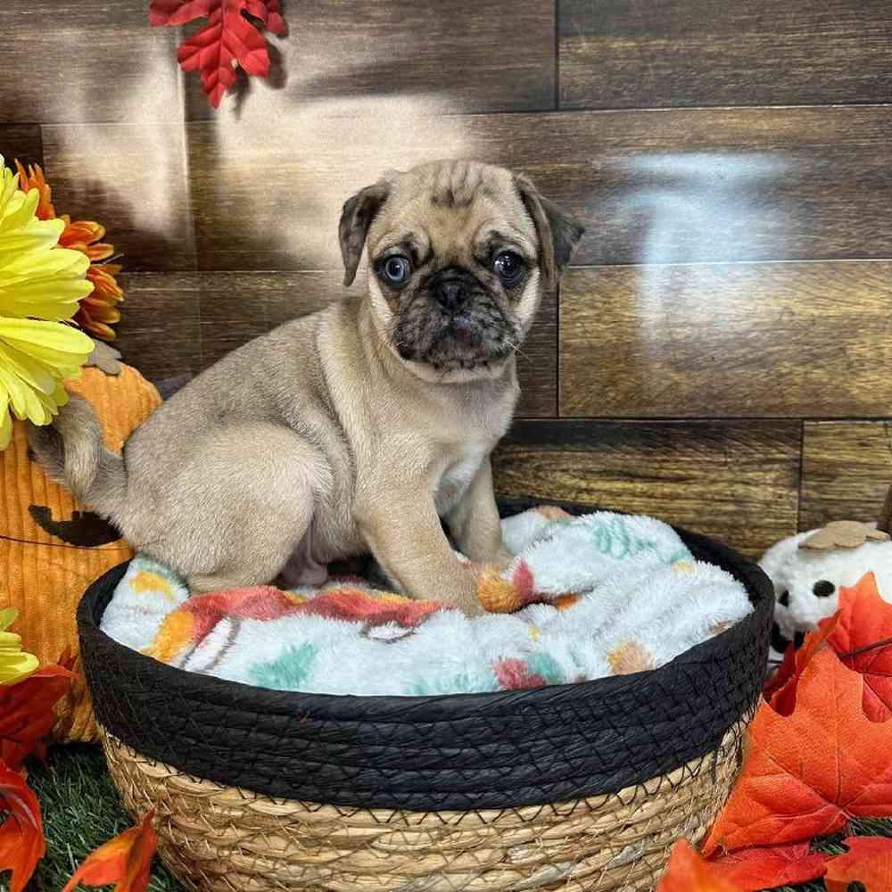 Male Pug Puppy for Sale in Saugus, MA