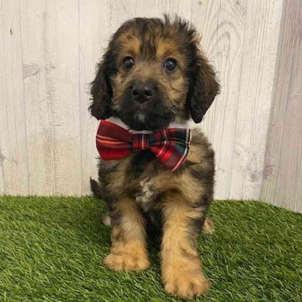 Male Mini Goldendoodle 2nd Gen Puppy for sale