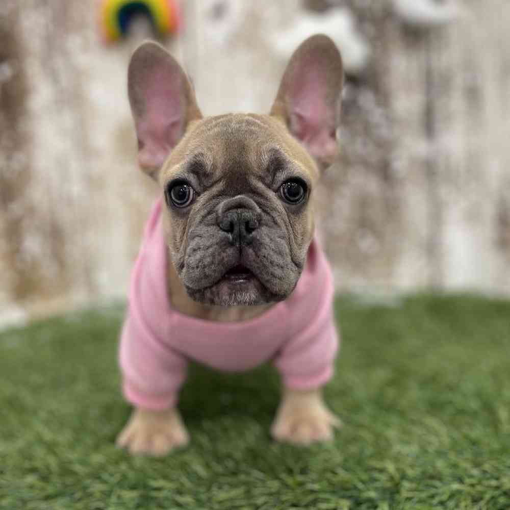 Female French Bulldog Puppy for Sale in Braintree, MA