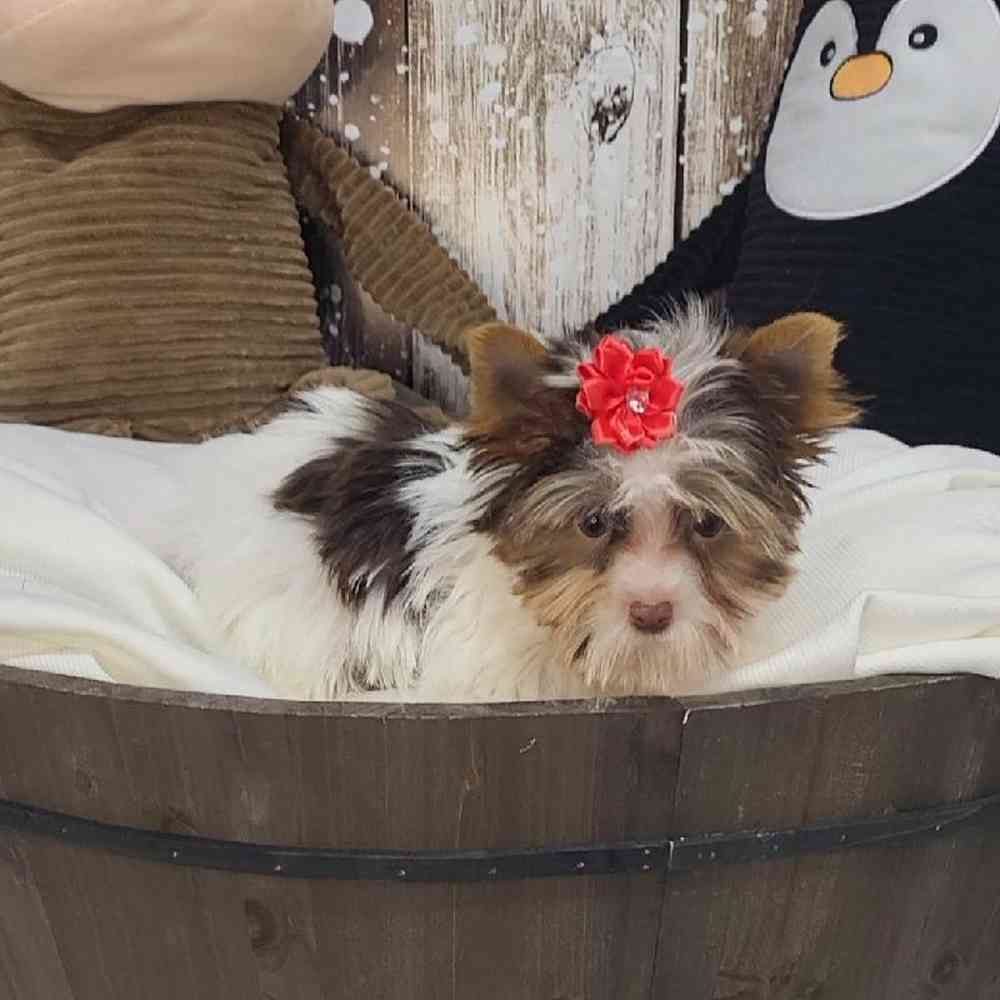Female Yorkshire Terrier Puppy for Sale in Saugus, MA