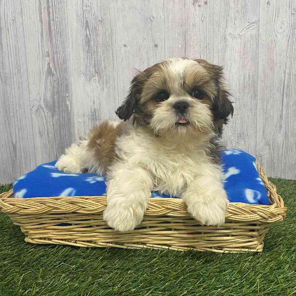 Female Shih-Apso Puppy for Sale in Saugus, MA