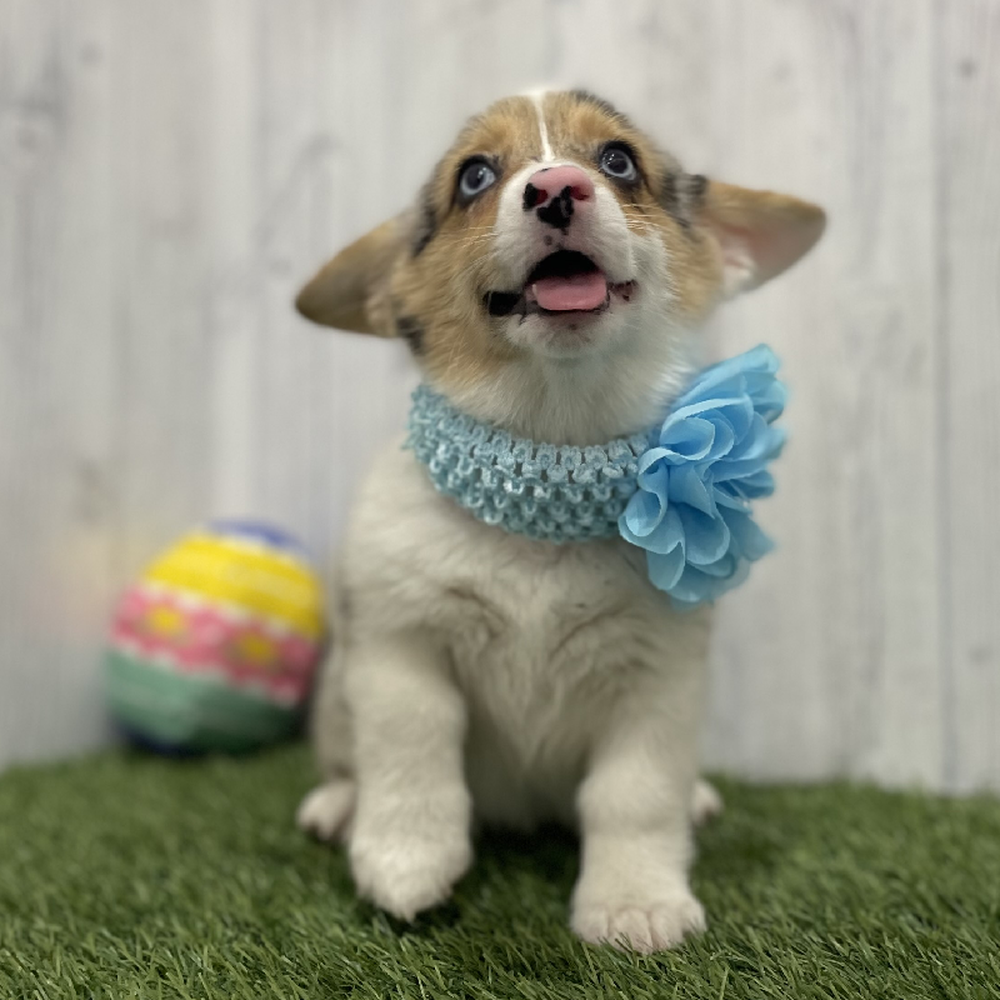 Female Pembroke Welsh Corgi Puppy for Sale in Braintree, MA