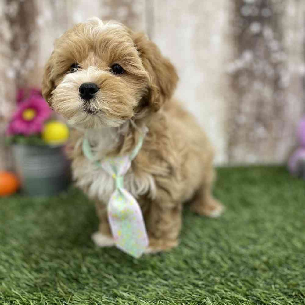 Male Lhasa-Poo Puppy for Sale in Braintree, MA