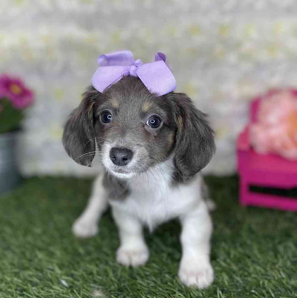 Female Chiweenie Puppy for Sale in Braintree, MA