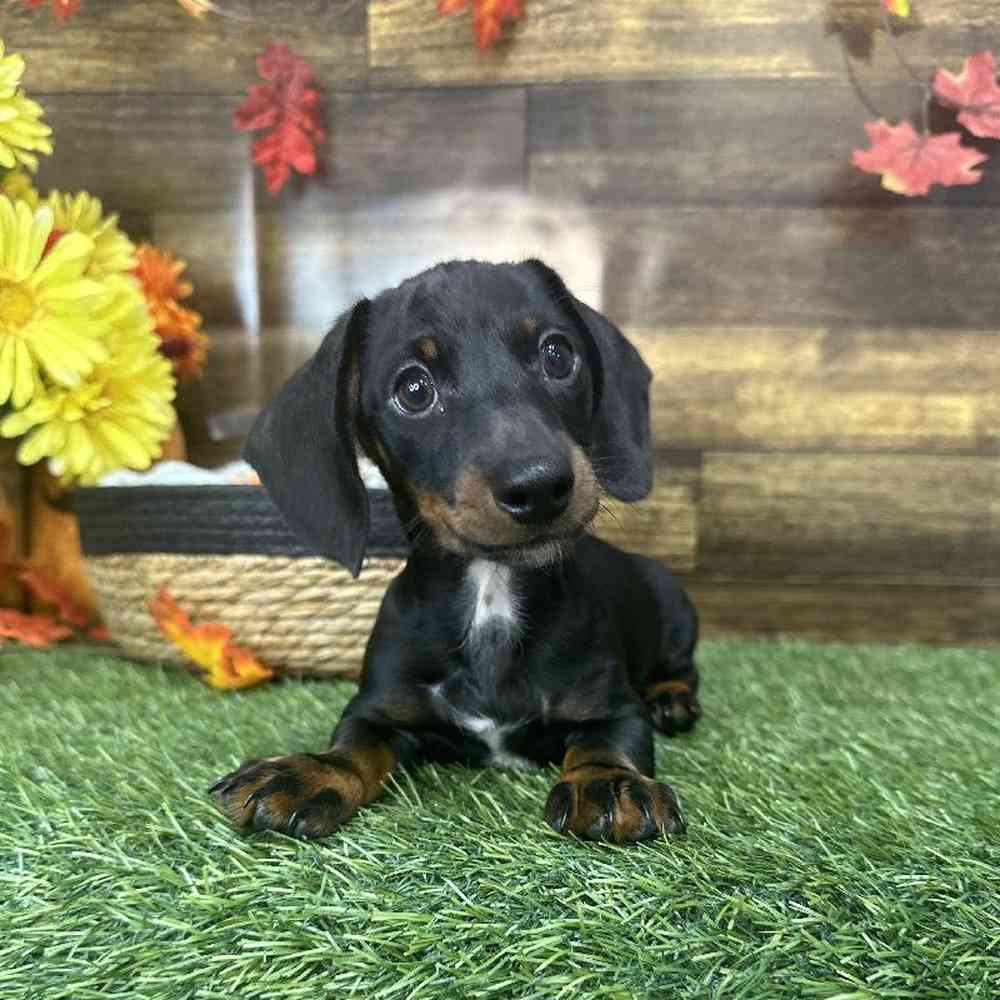 Male Dachshund Puppy for Sale in Saugus, MA