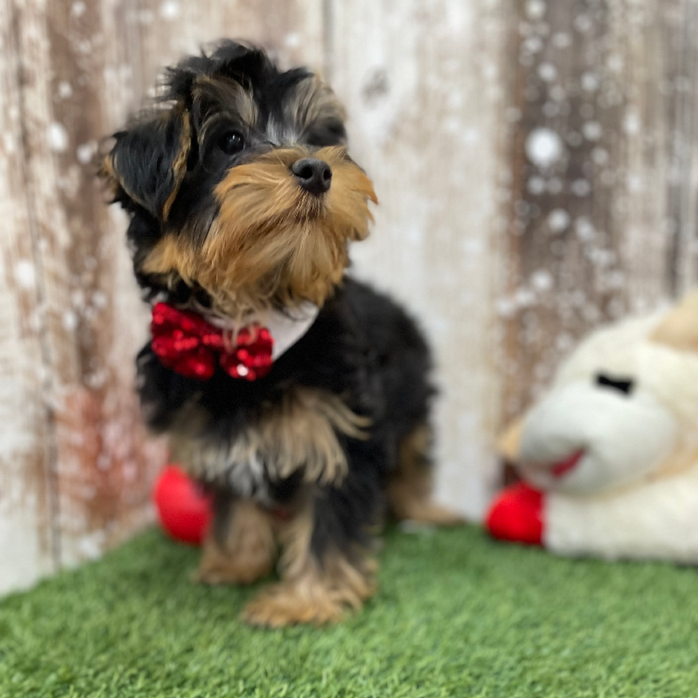 Male Yorkshire Terrier Puppy for Sale in Braintree, MA