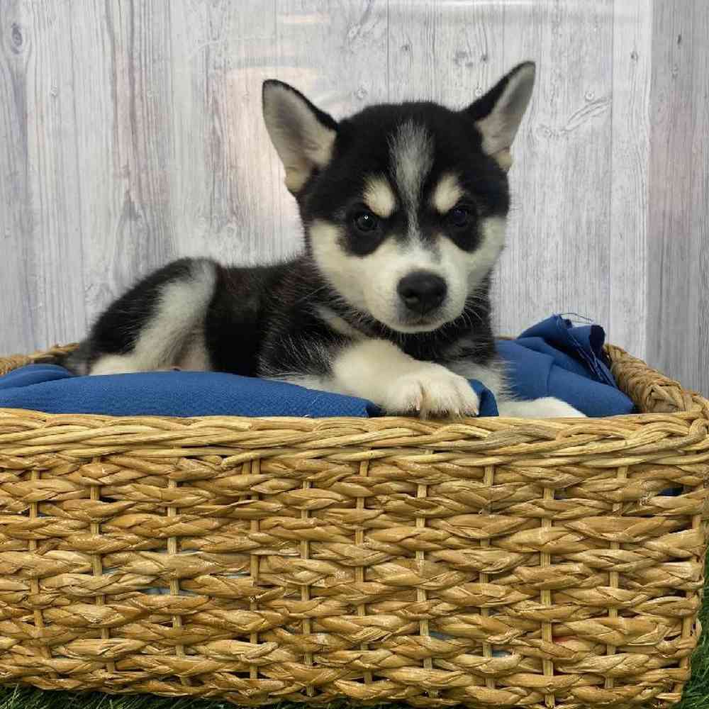Male Alaskan Klee Kai Puppy for Sale in Saugus, MA