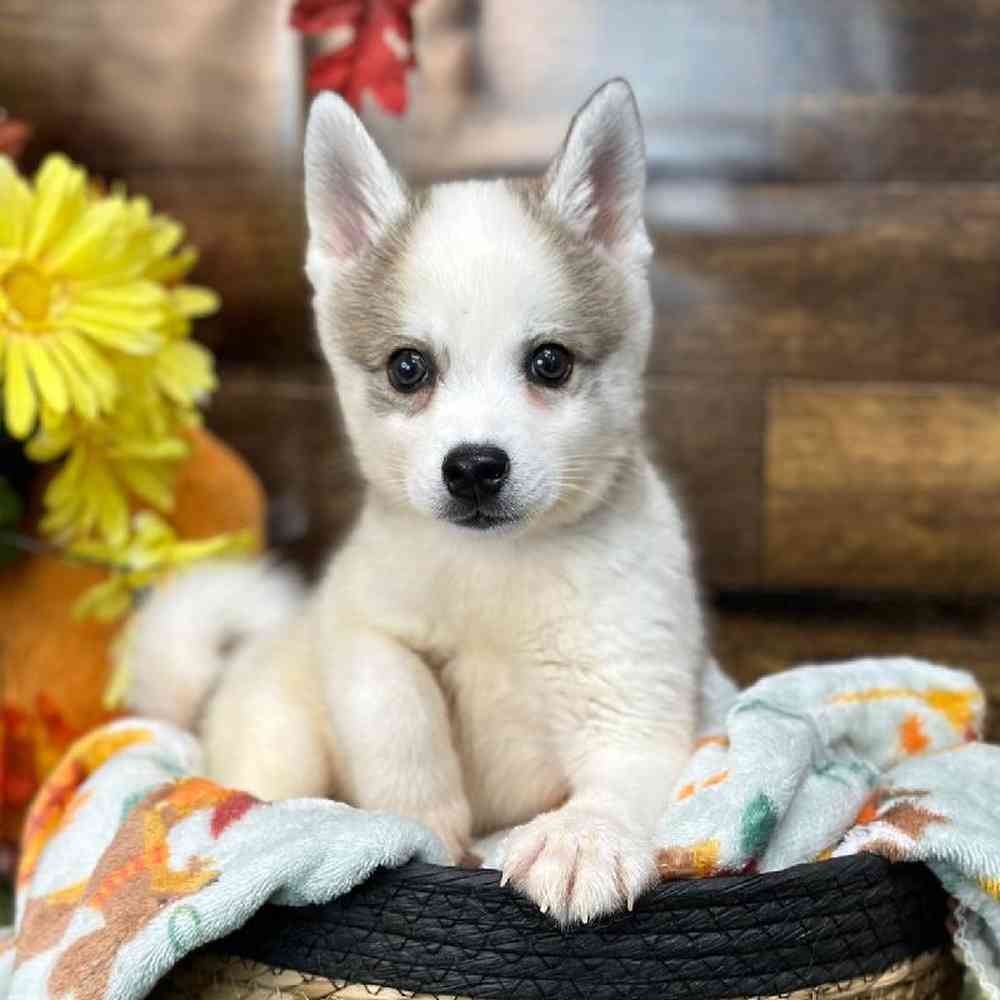 Male Alaskan Klee Kai Puppy for Sale in Saugus, MA