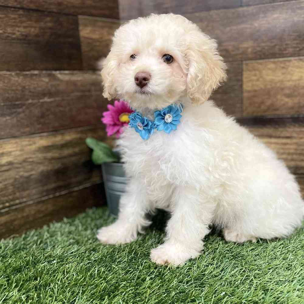 Female Cockapoo 2nd Gen Puppy for Sale in Braintree, MA