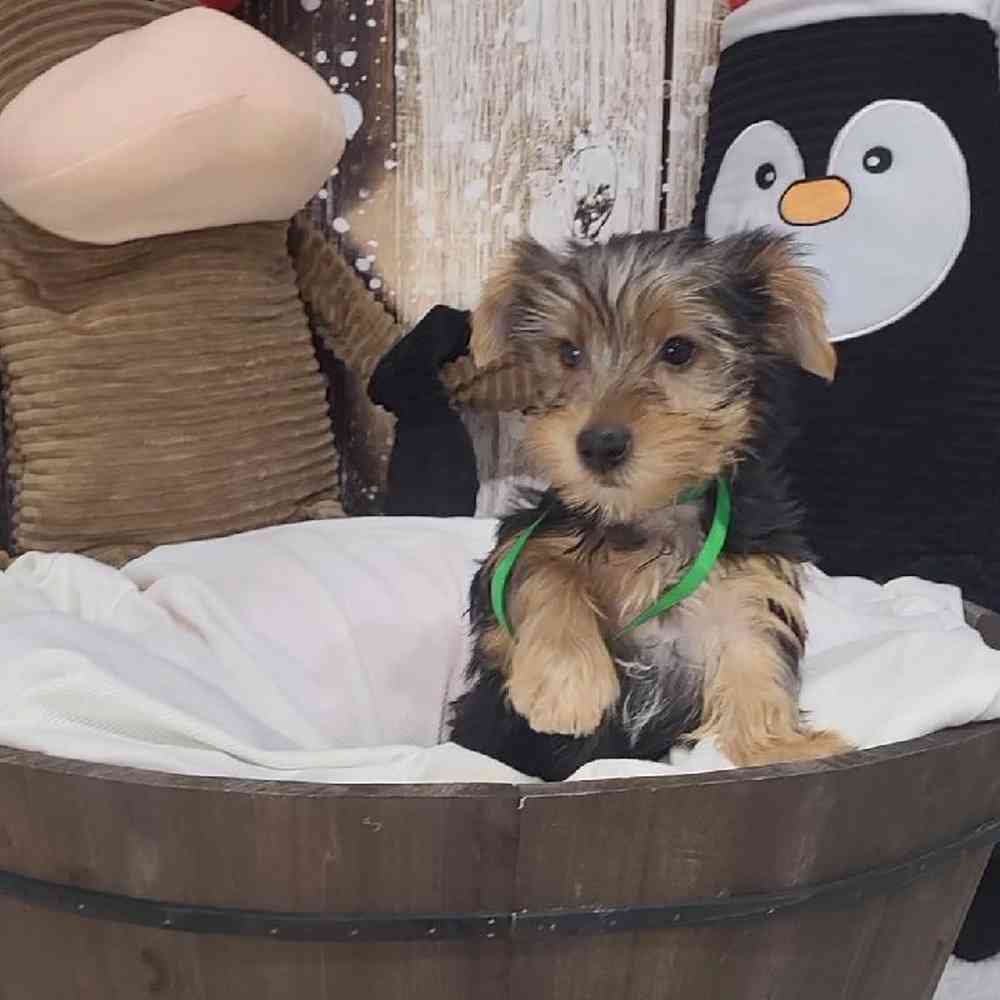 Male Yorkshire Terrier Puppy for Sale in Saugus, MA