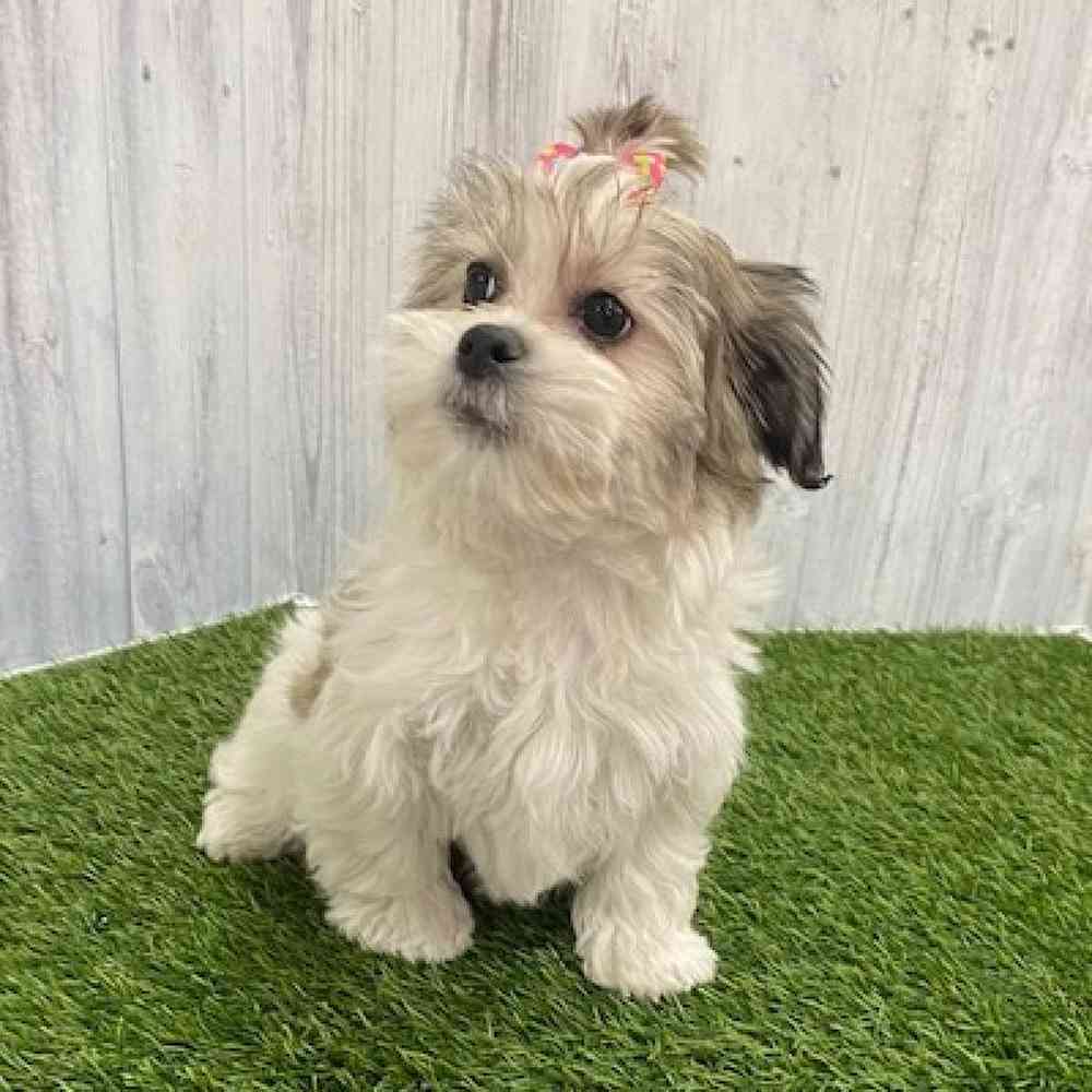 Female Teddy Bear (Zuchon) Puppy for Sale in Braintree, MA