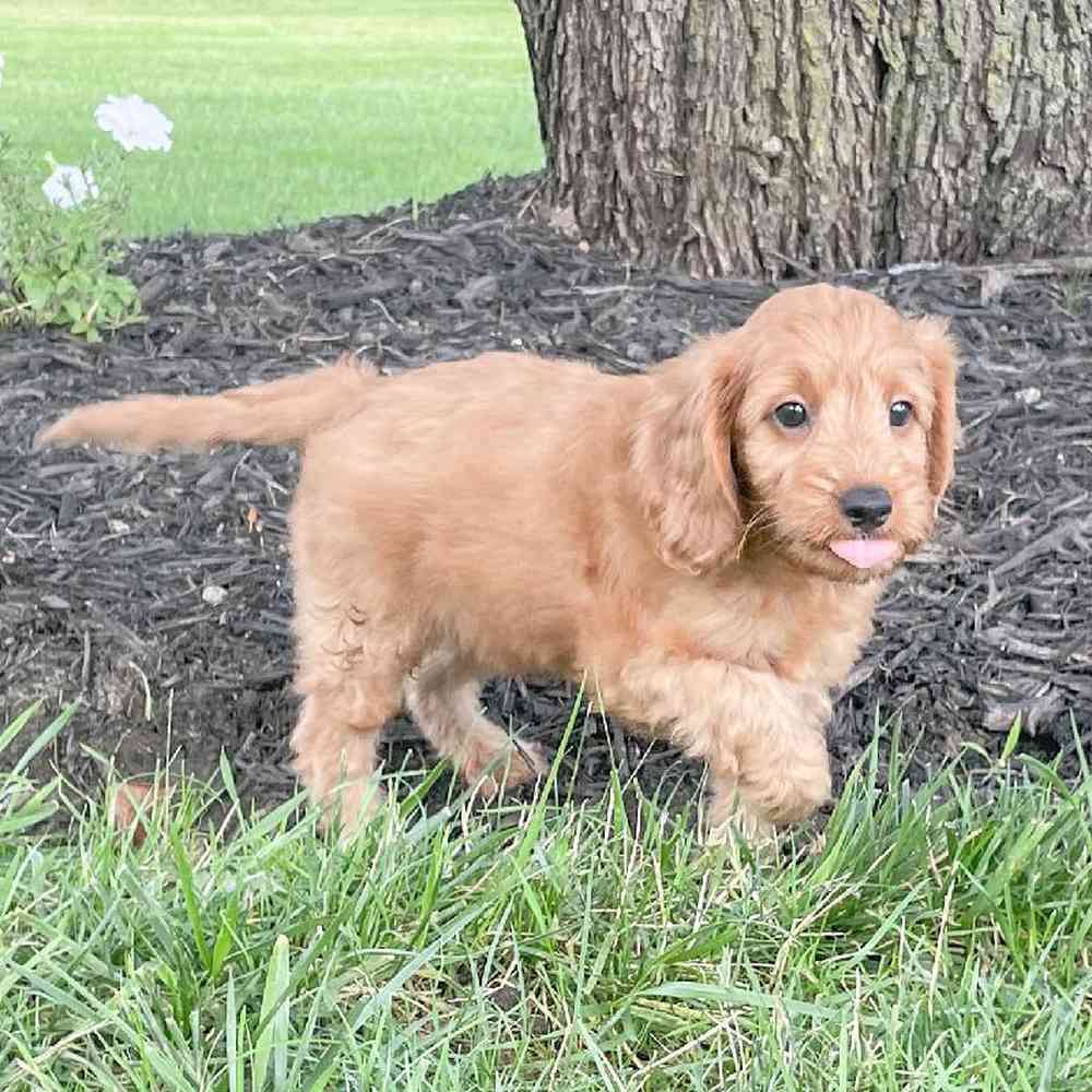 mini-goldendoodle-barrett-4841587775007244.jpg
