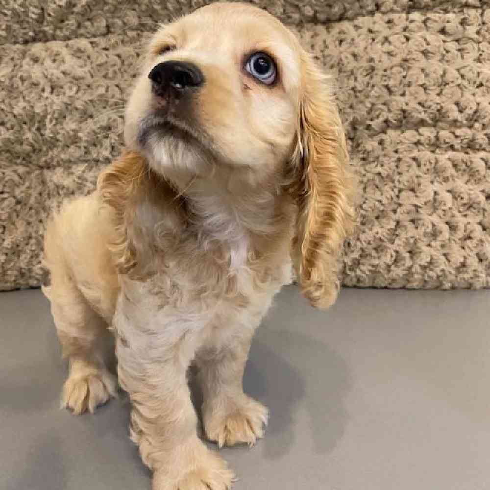 Female Cocker Spaniel Puppy for sale