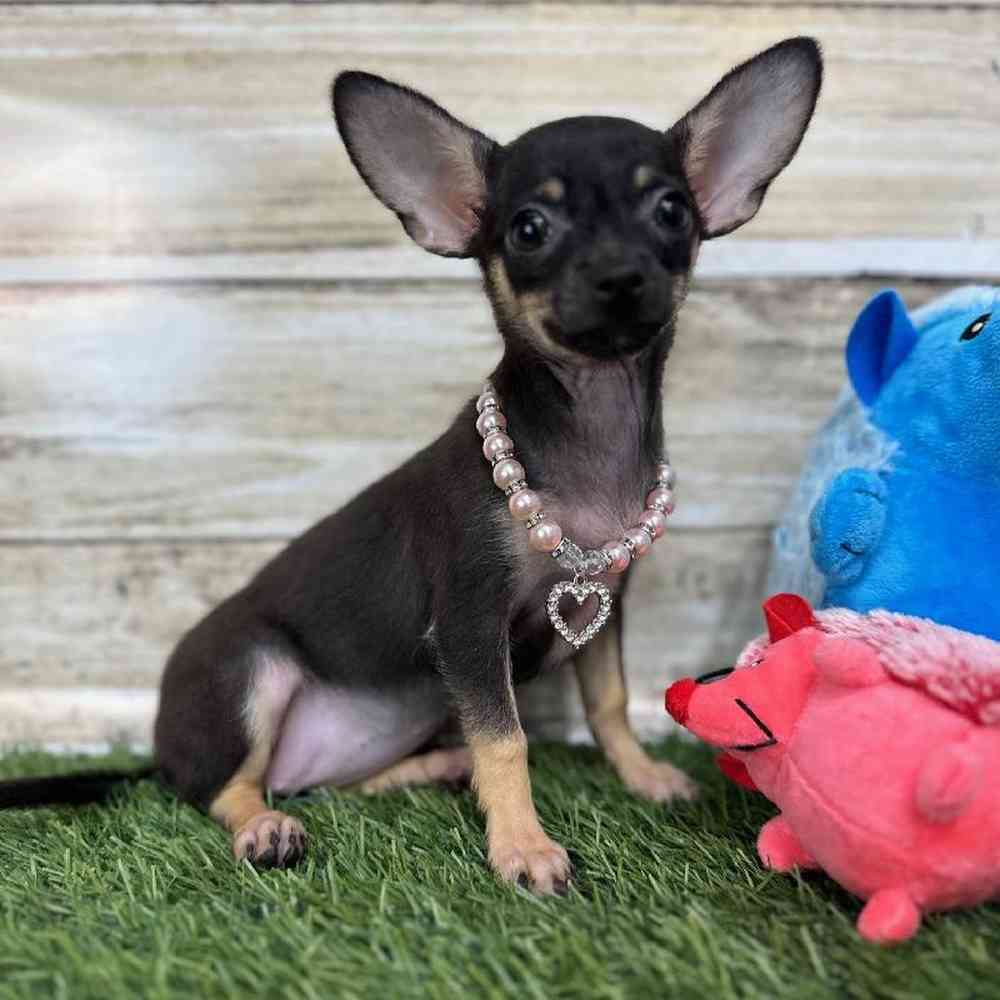 Female Chihuahua Puppy for Sale in Saugus, MA