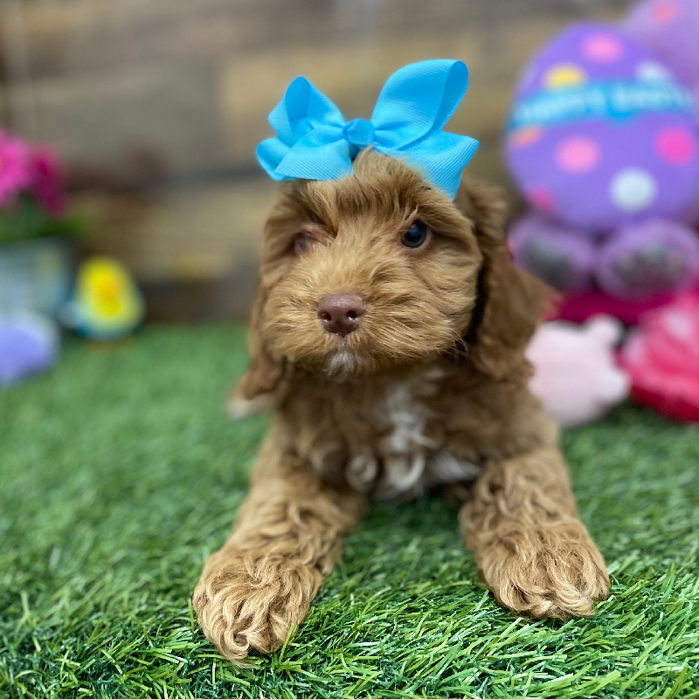 Female Cockapoo Puppy for Sale in Braintree, MA