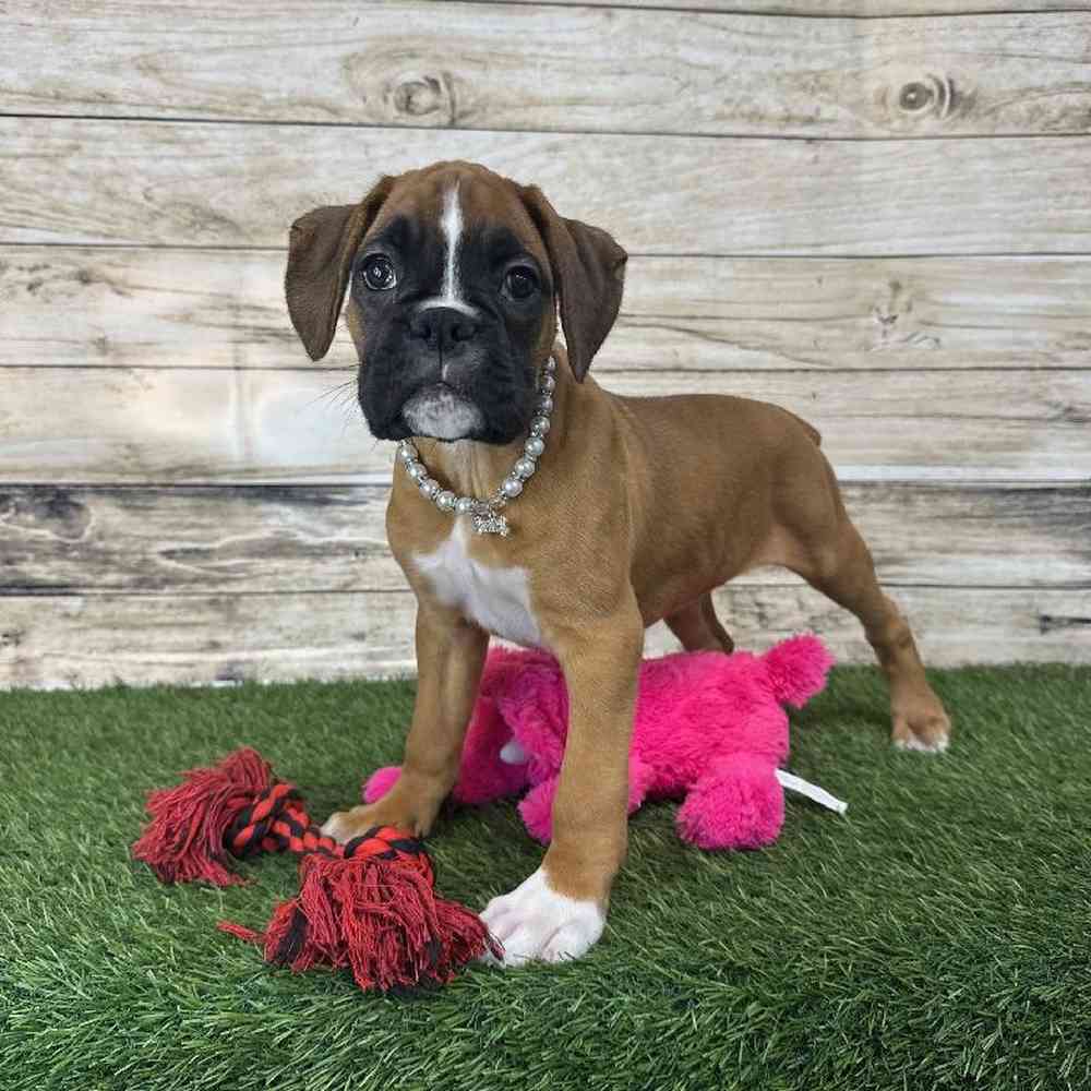Female Boxer Puppy for Sale in Saugus, MA