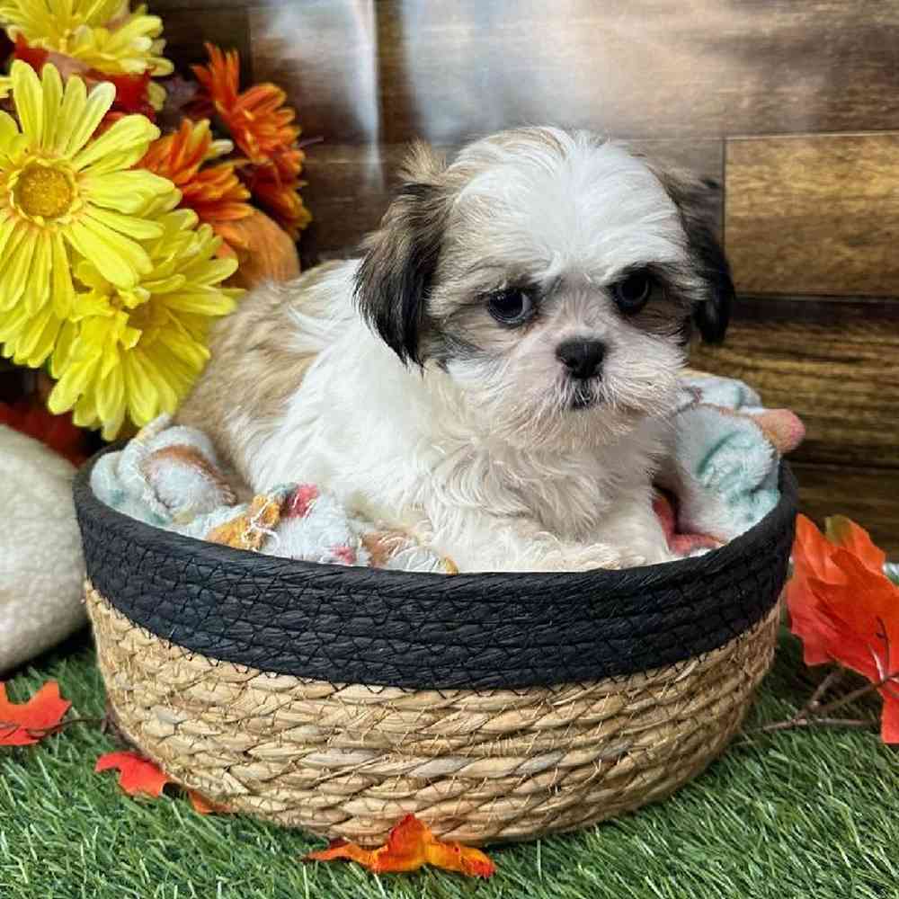 Female Shih Tzu Puppy for Sale in Saugus, MA