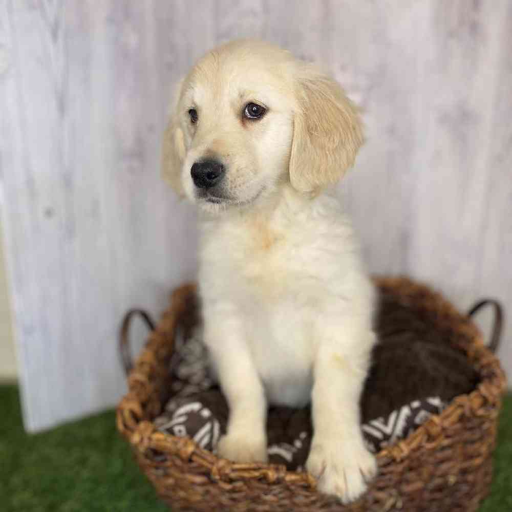Female Golden Retriever Puppy for Sale in Saugus, MA