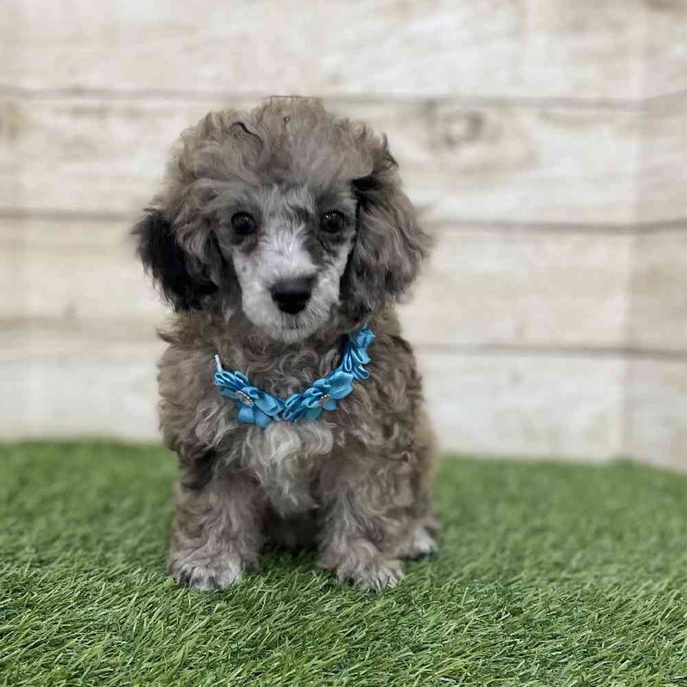 Female Poodle Toy Puppy for Sale in Braintree, MA