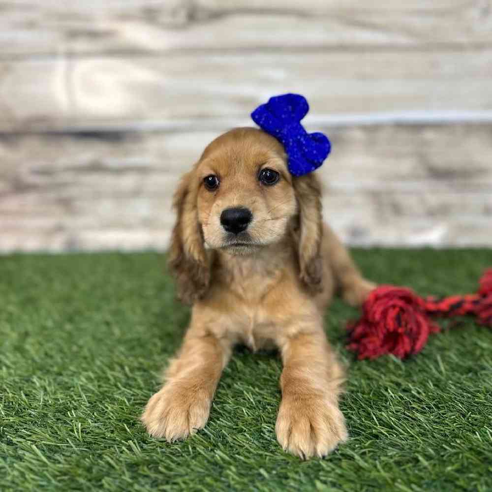 Female Docker Puppy for Sale in Saugus, MA