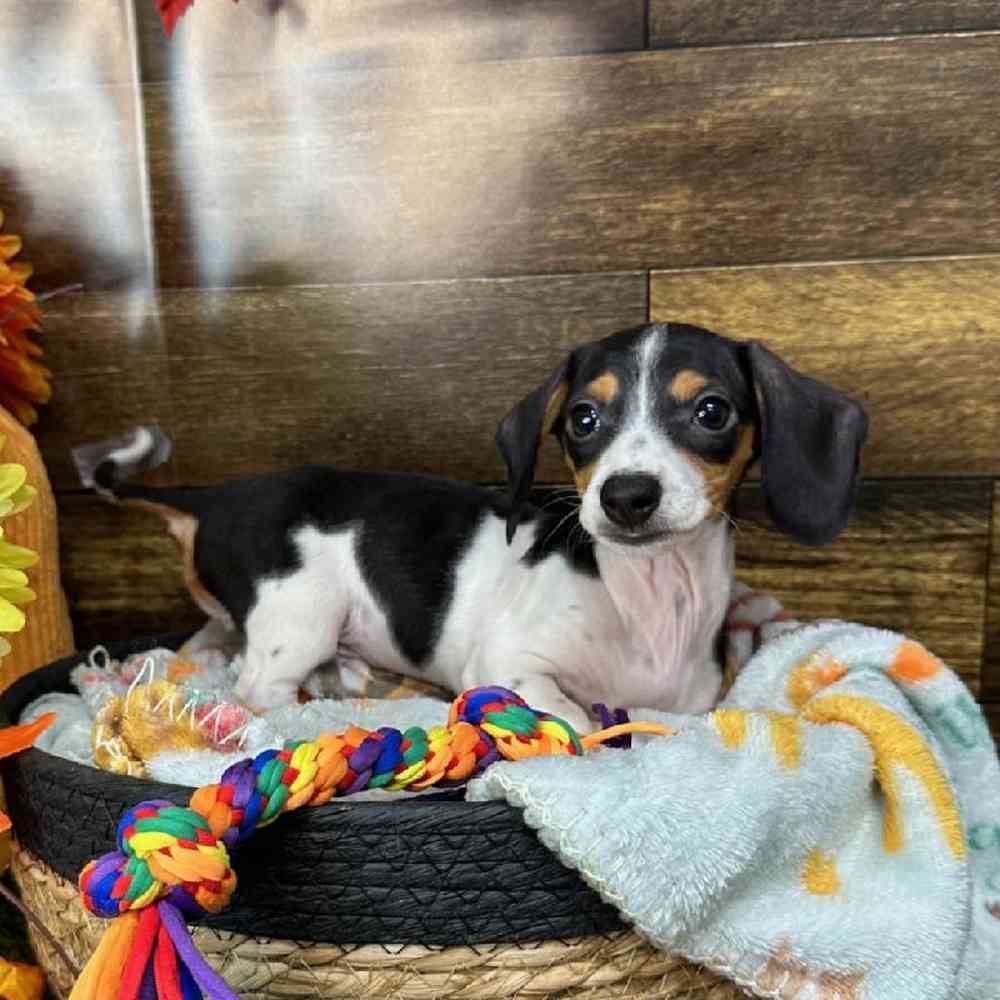 Male Dachshund Puppy for Sale in Saugus, MA