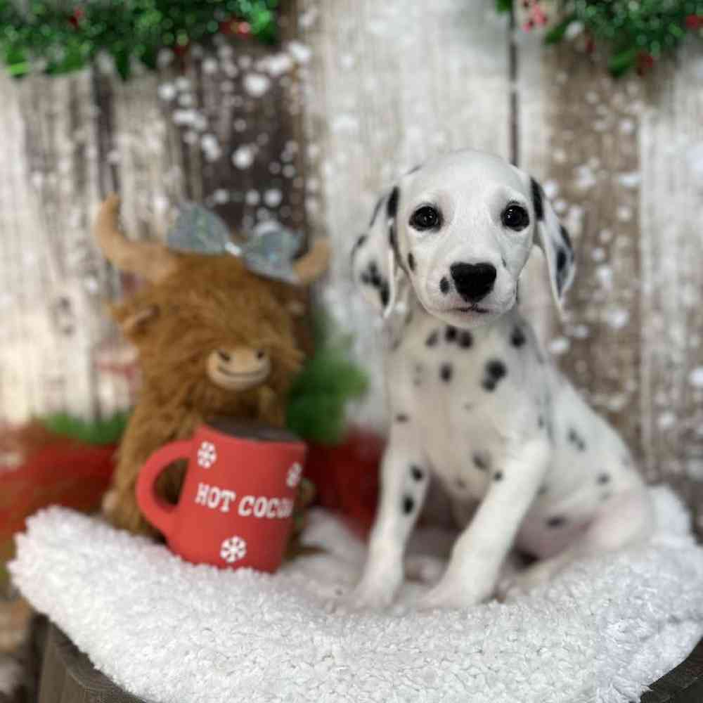 Female Dalmatian Puppy for Sale in Saugus, MA