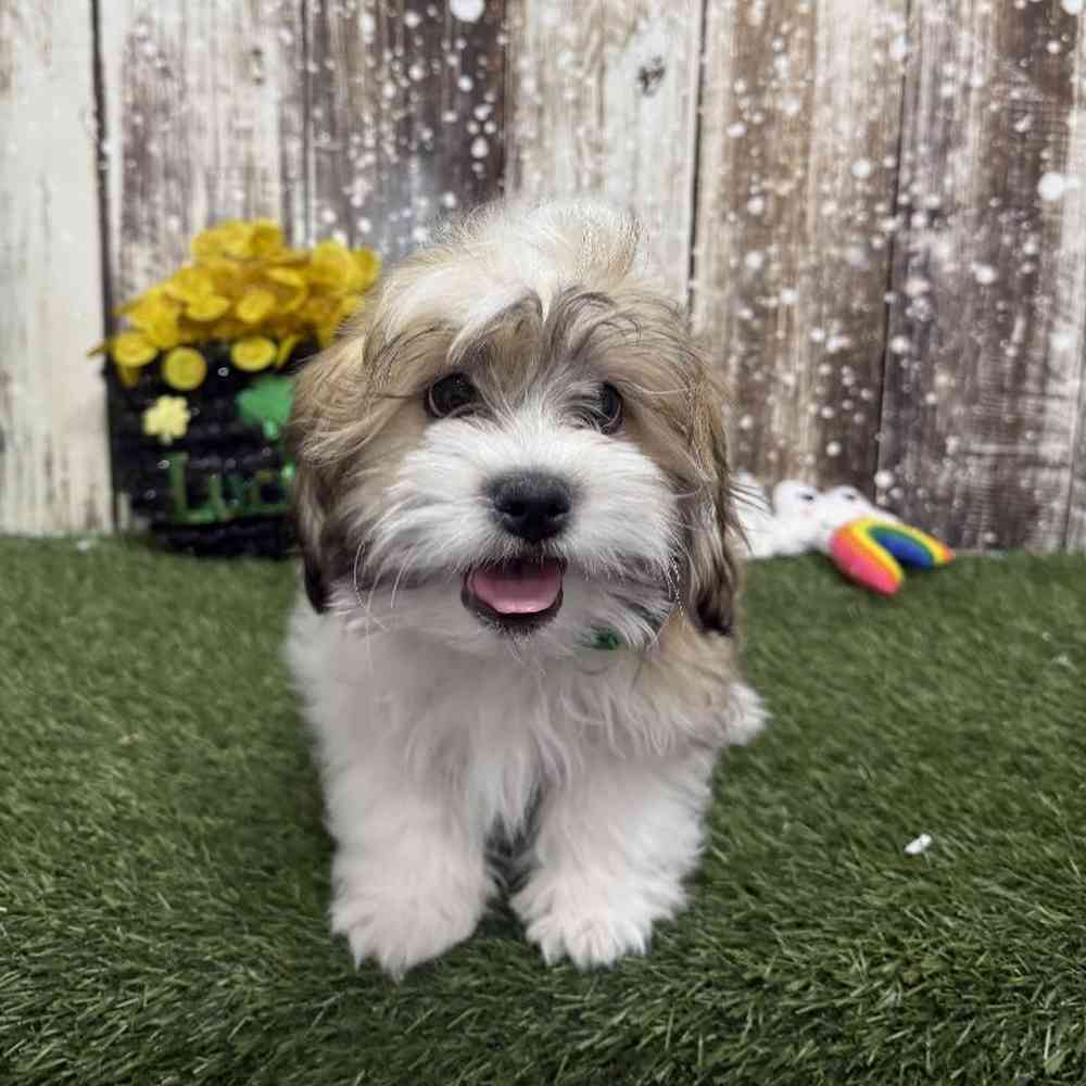 Male Teddy Bear (Zuchon) 2nd Gen Puppy for Sale in Saugus, MA
