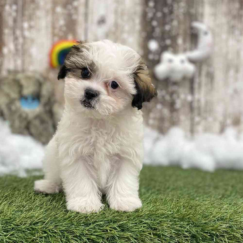 Male Shih-Poo Puppy for Sale in Braintree, MA