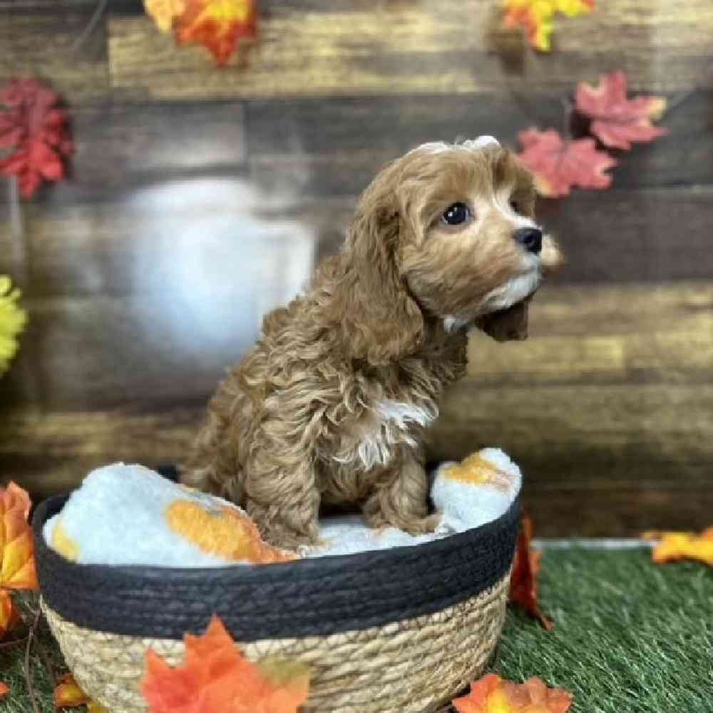 Female Cavapoo Puppy for Sale in Saugus, MA