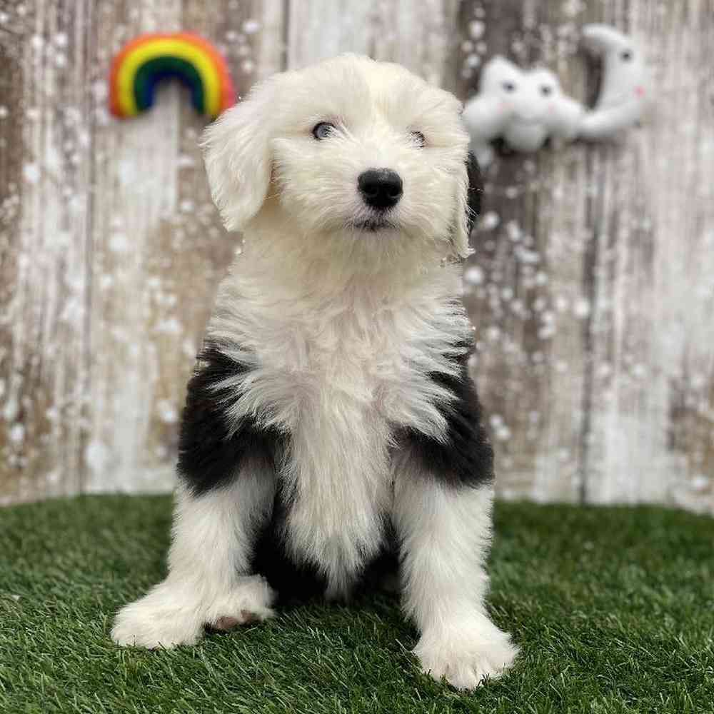 Female Old English Sheepdog Puppy for Sale in Braintree, MA