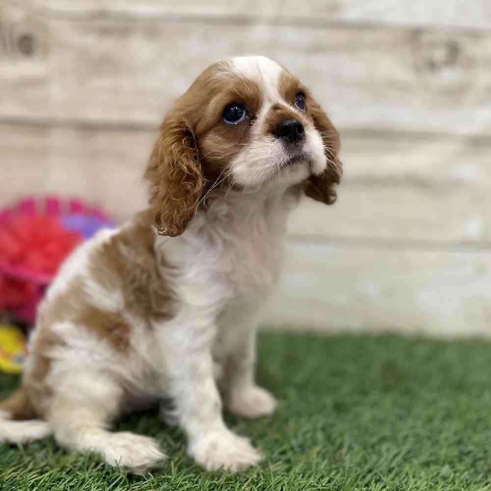 Female Cavalier King Charles Spaniel Puppy for Sale in Saugus, MA