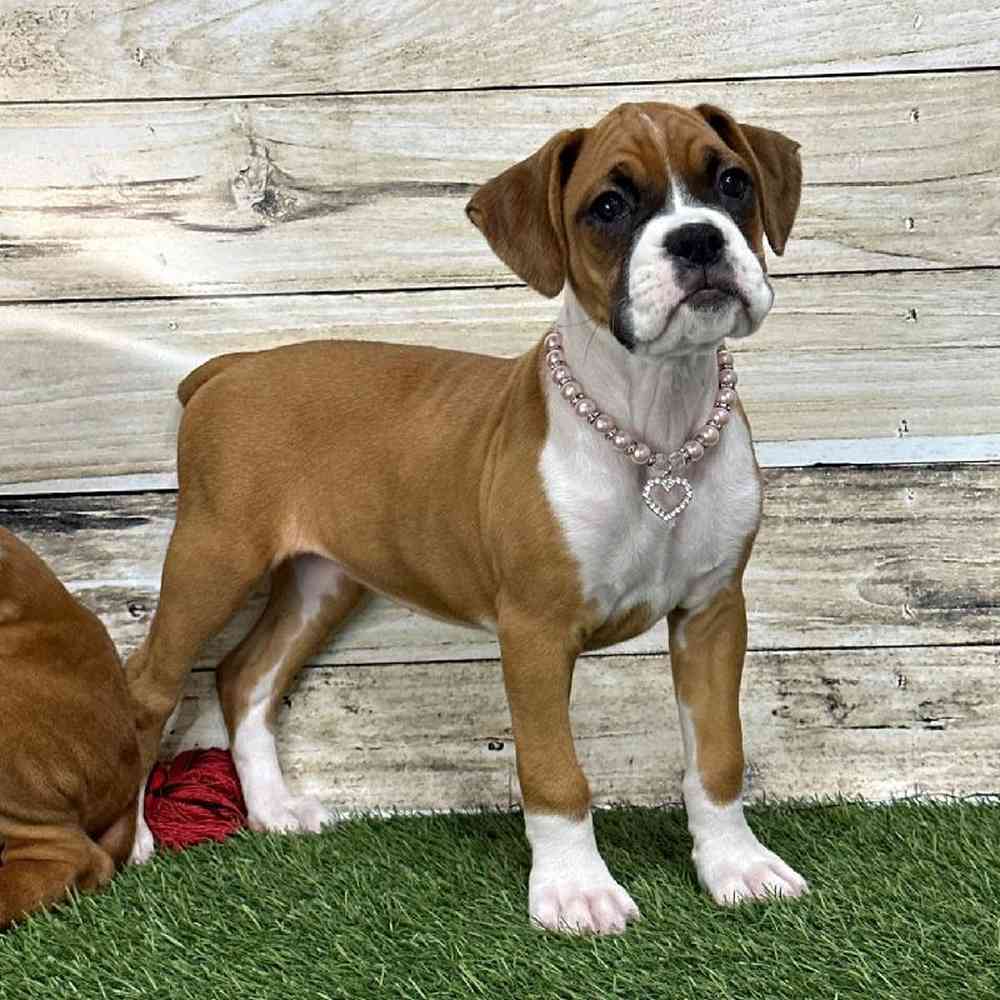 Female Boxer Puppy for Sale in Saugus, MA