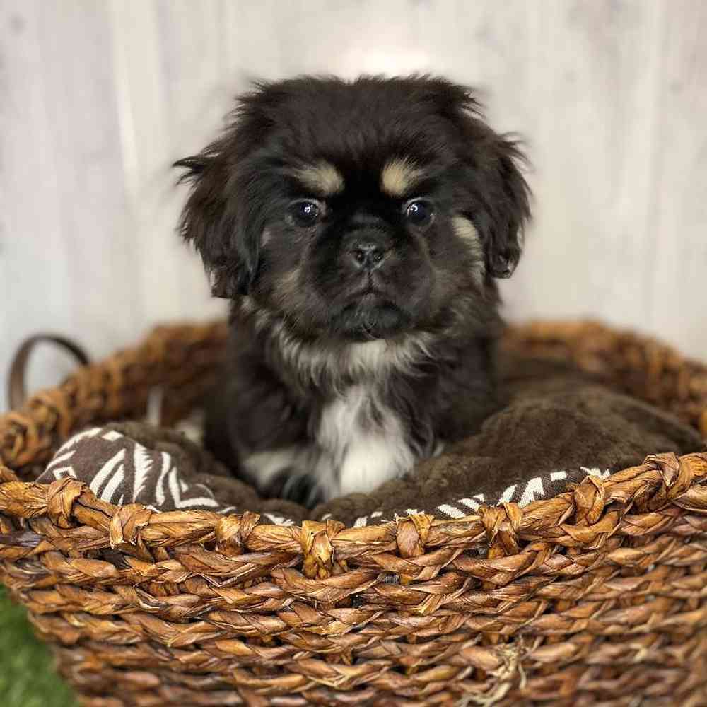 Male Pekingese Puppy for Sale in Saugus, MA