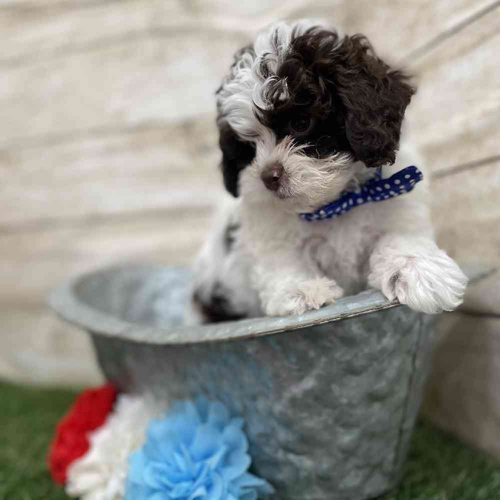 Male Shih-Poo Puppy for Sale in Braintree, MA