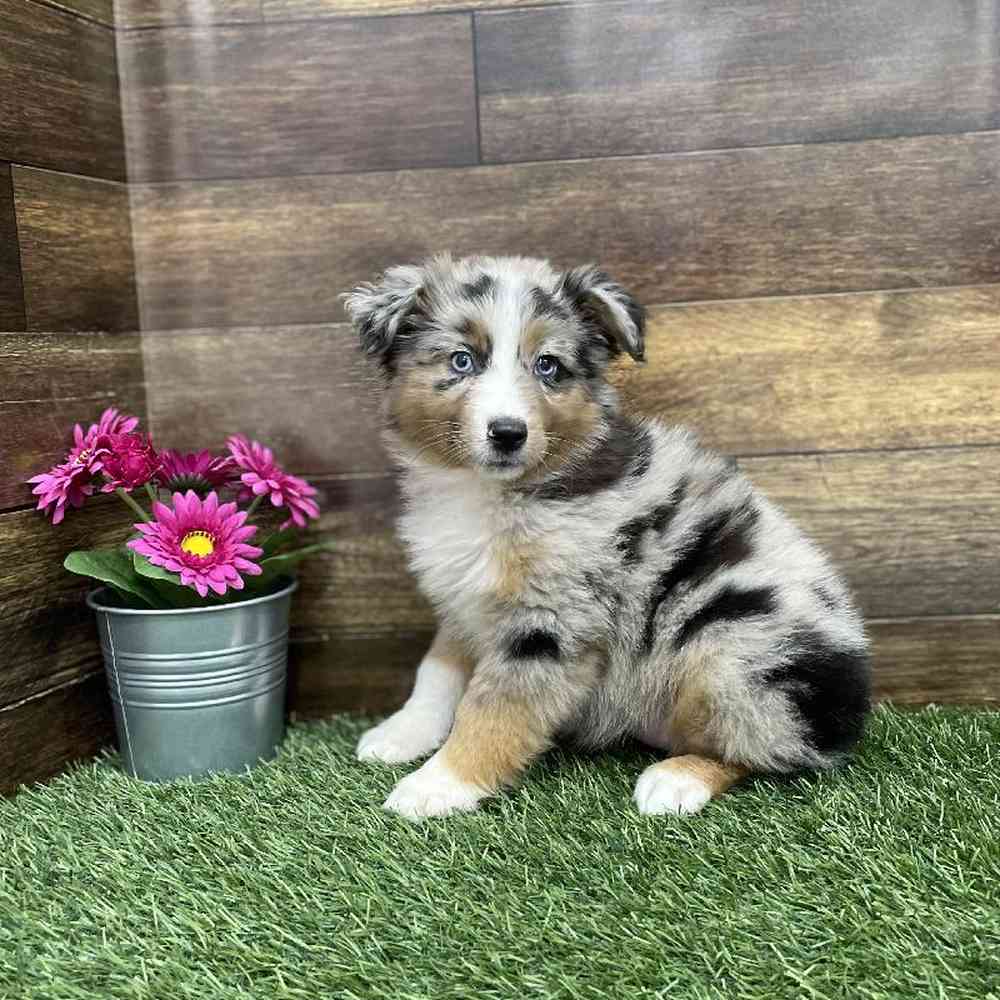 Female Miniature Australian Shepherd Puppy for Sale in Braintree, MA