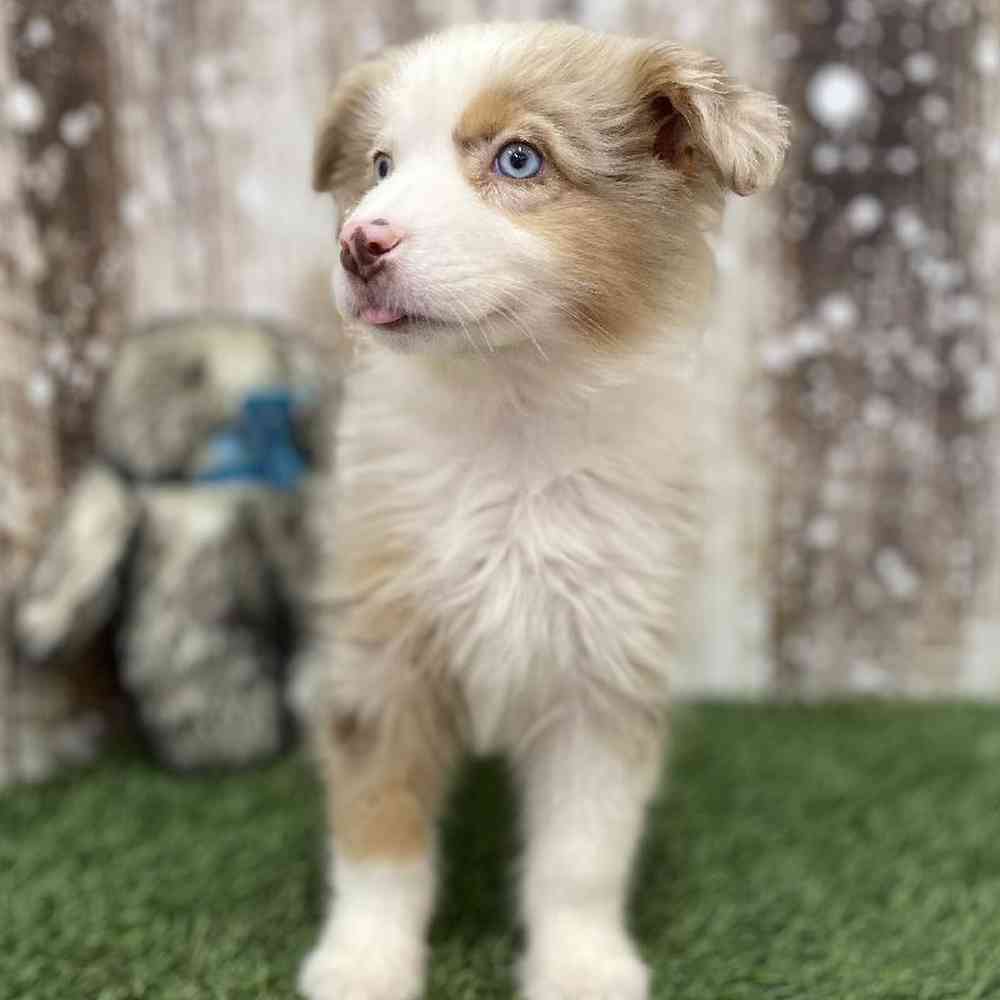 Female Miniature Australian Shepherd Puppy for Sale in Braintree, MA