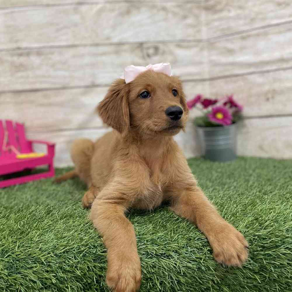 Female Golden Retriever Puppy for Sale in Braintree, MA