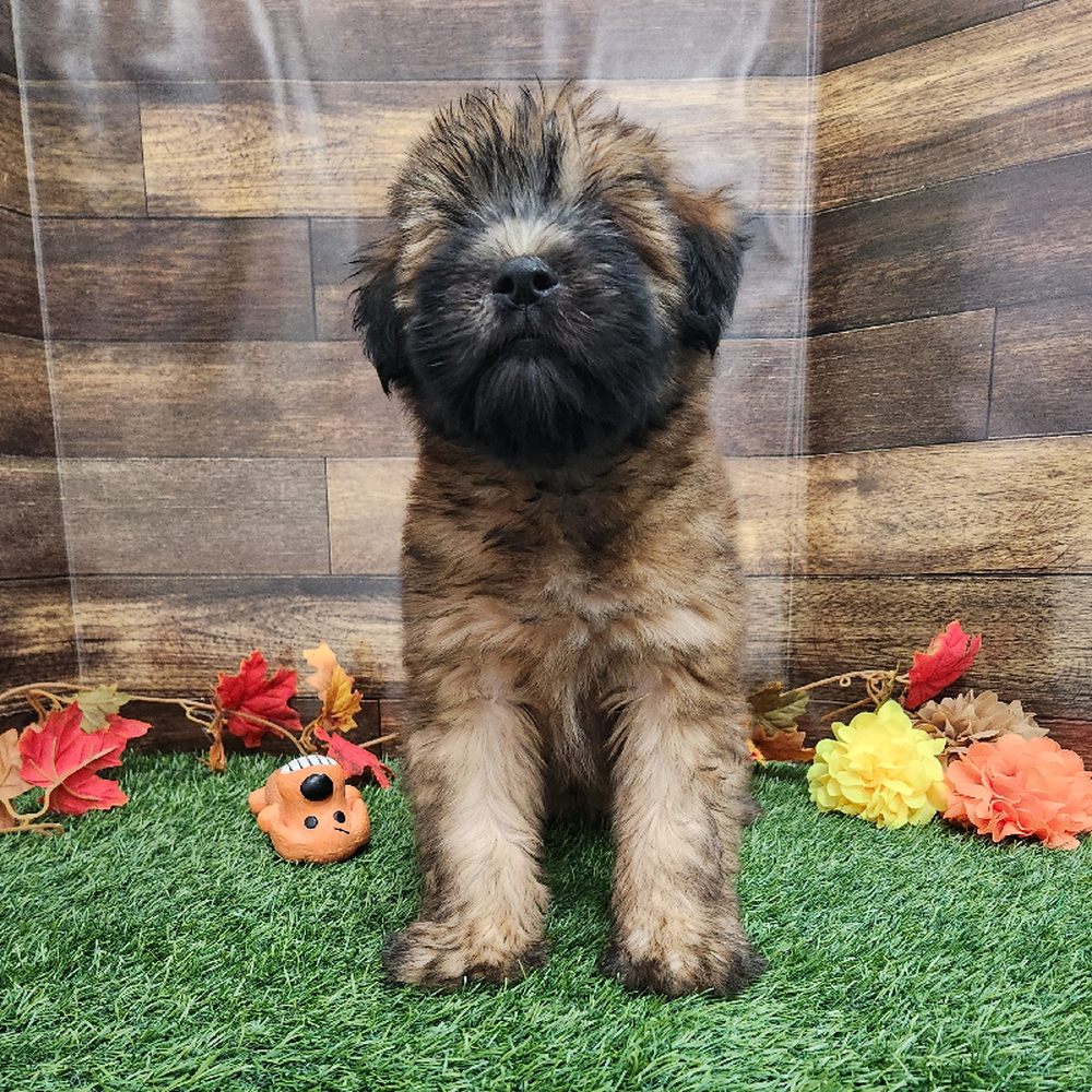 Male Soft Coated Wheaten Terrier Puppy for Sale in Braintree, MA