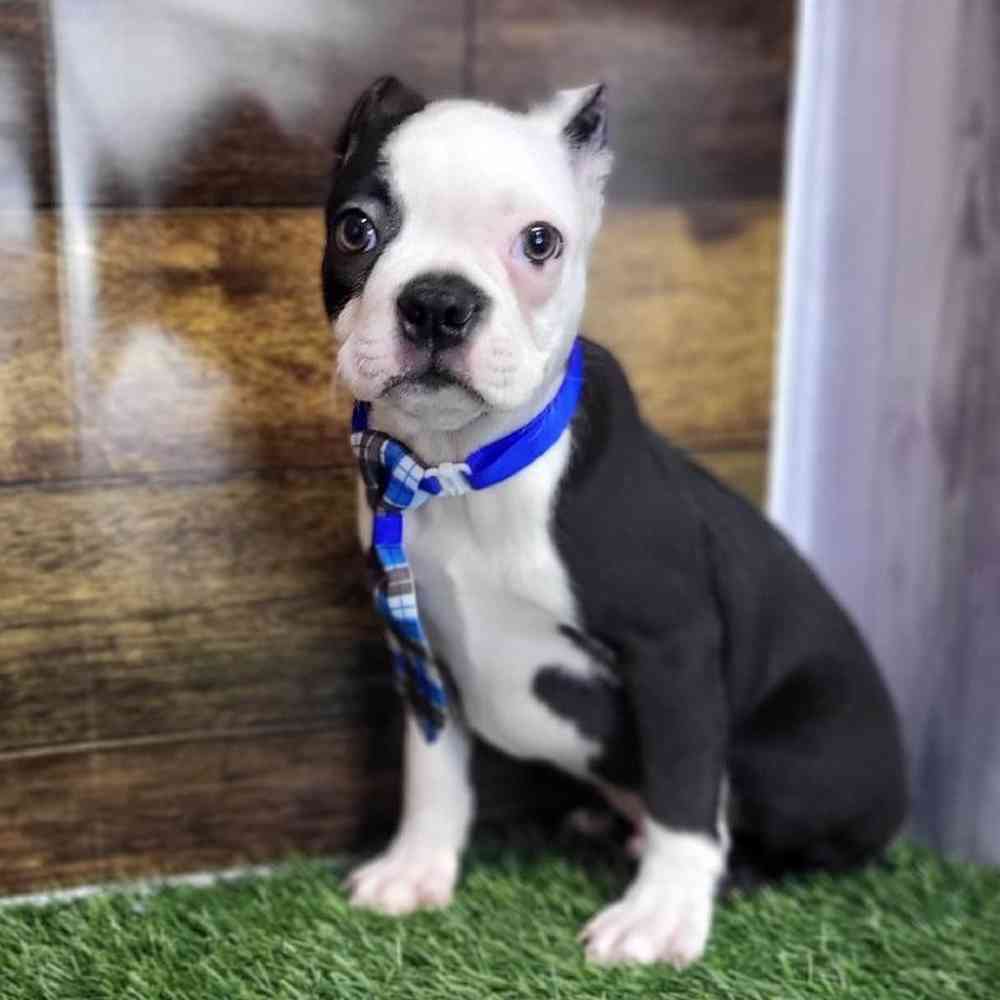 Male Boston Terrier Puppy for Sale in Saugus, MA