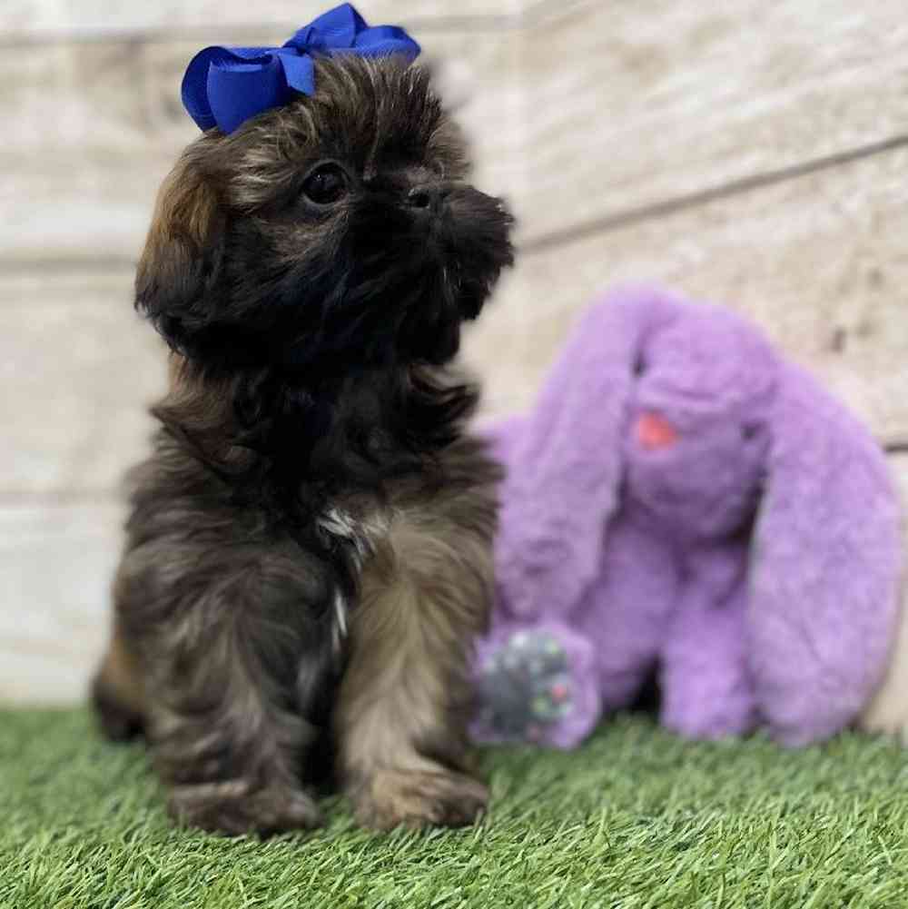 Female Shih Tzu Puppy for Sale in Braintree, MA