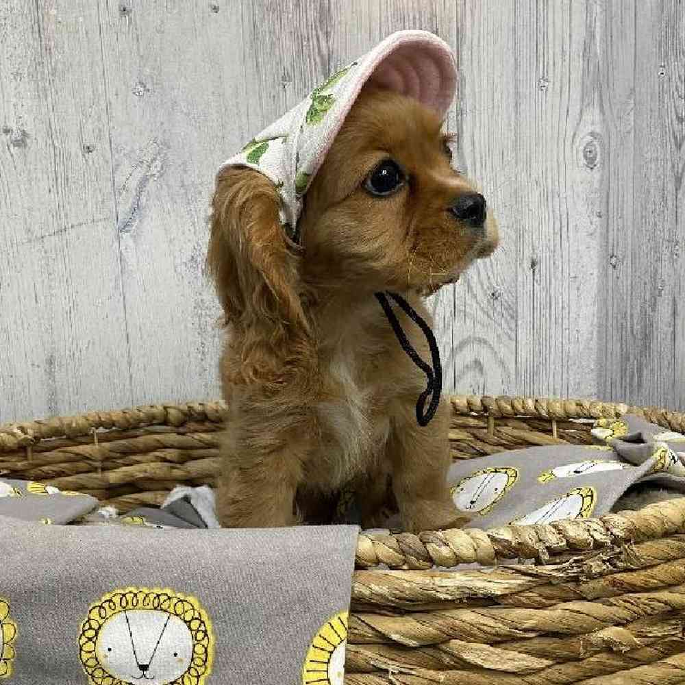 Female Cockalier Puppy for sale