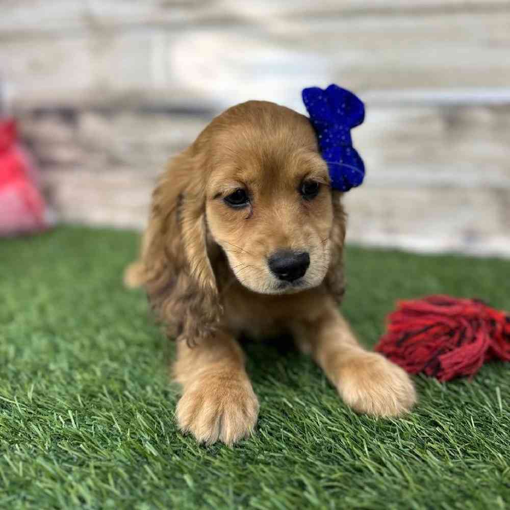 Female Docker Puppy for Sale in Saugus, MA